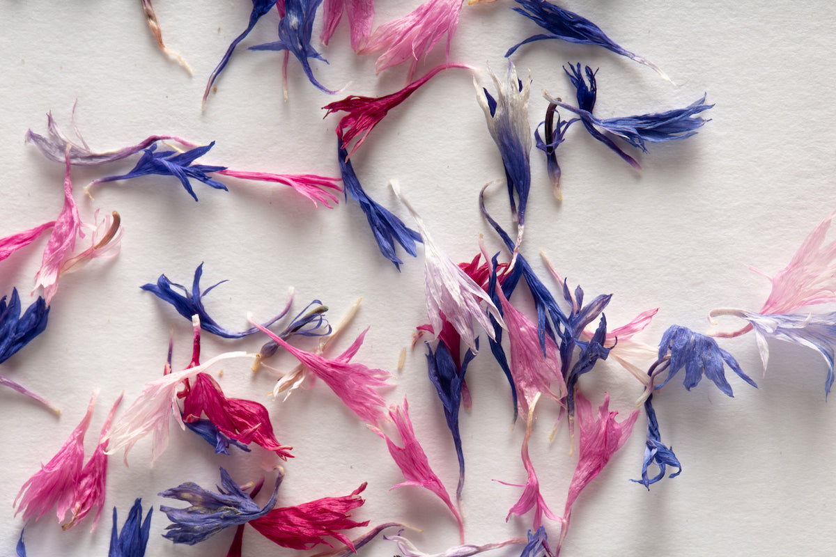 Dried Edible Cornflower Petals in Mixed Colours Foraged Flavour