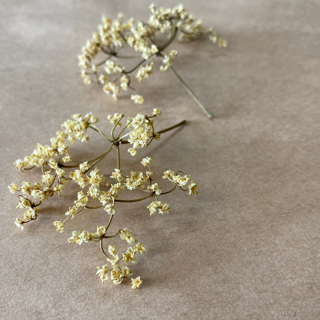 Dried Edible Elderflower Stems – Foraged Flavour Edible Flowers